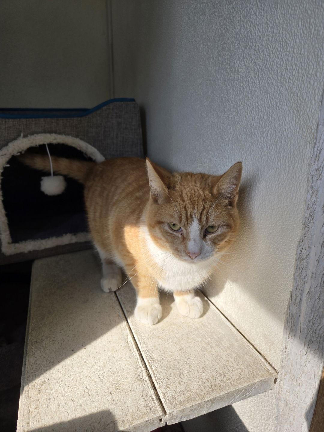 Biscuit, Adoptable, Adult Male Domestic Short Hair.