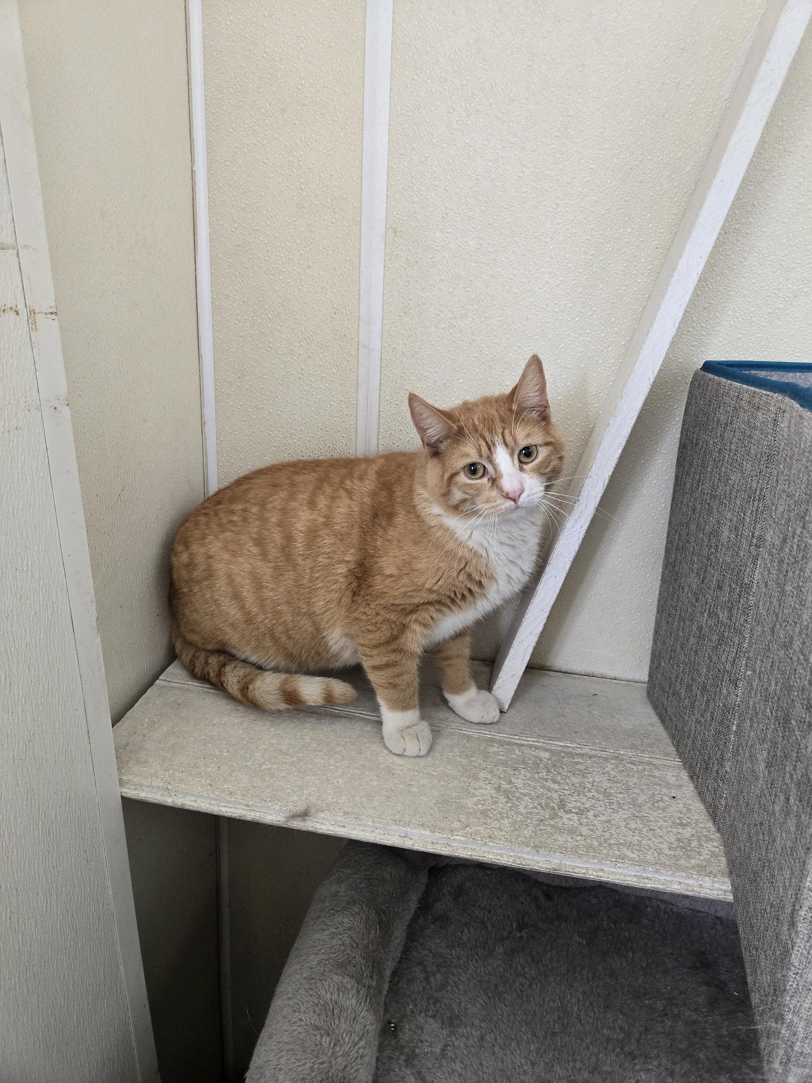 Enlarge Biscuit, a Adoptable Domestic Short Hair in Maquoketa, IA image 2/2