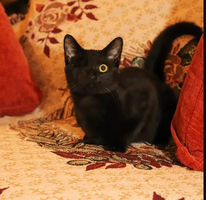 Merv Millar-Samos, Adoptable, Young Male Domestic Short Hair.