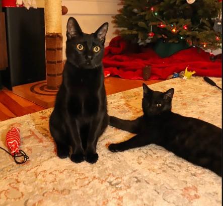 Enlarge Merv Millar-Samos, a Adoptable Domestic Short Hair in Denver, CO image 2/4