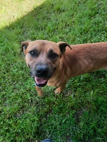 Enlarge Eeyore, a Adoptable mixed breed in Manning, SC image 1/1