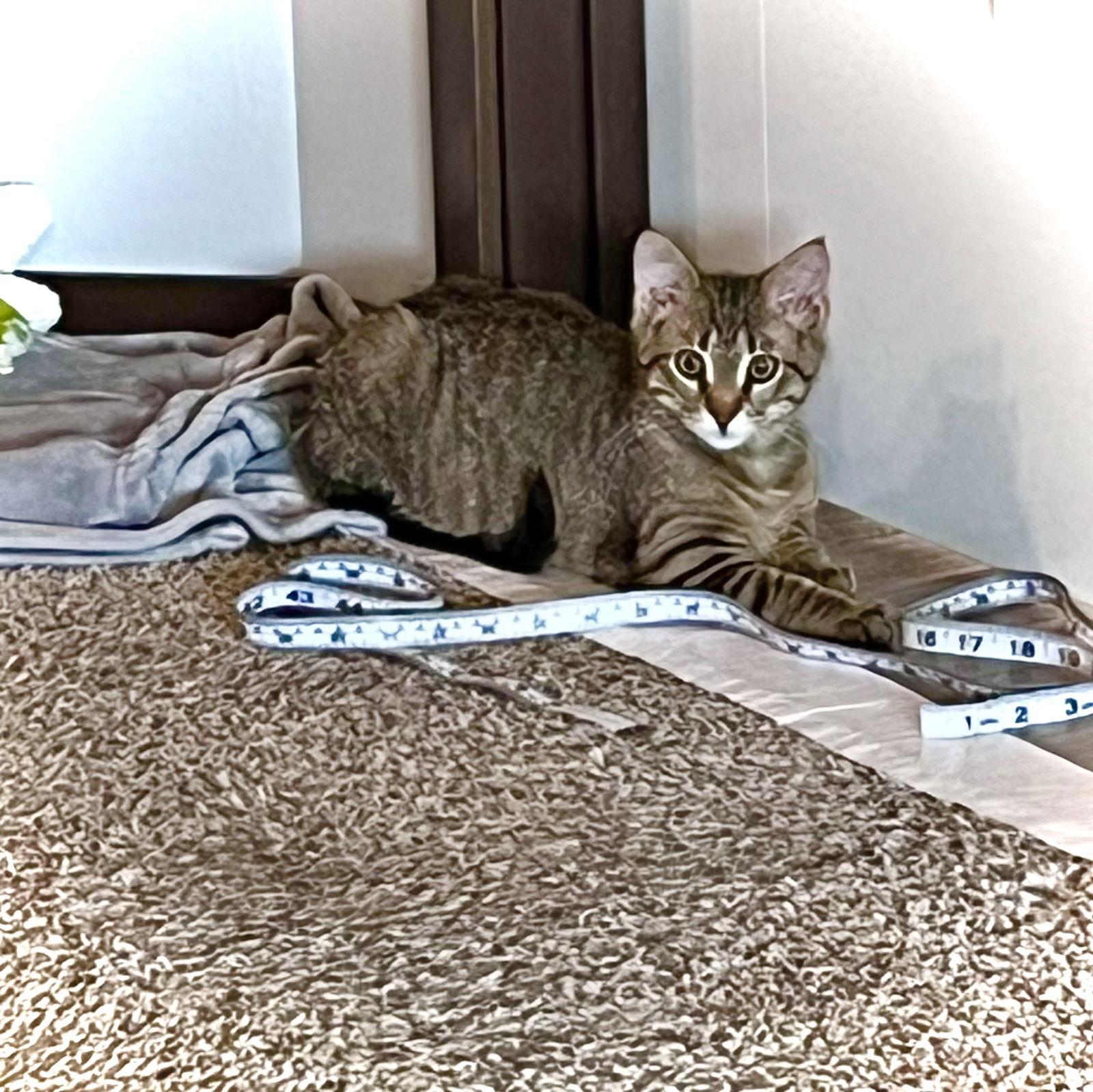 Bobcat — thumbnail 2