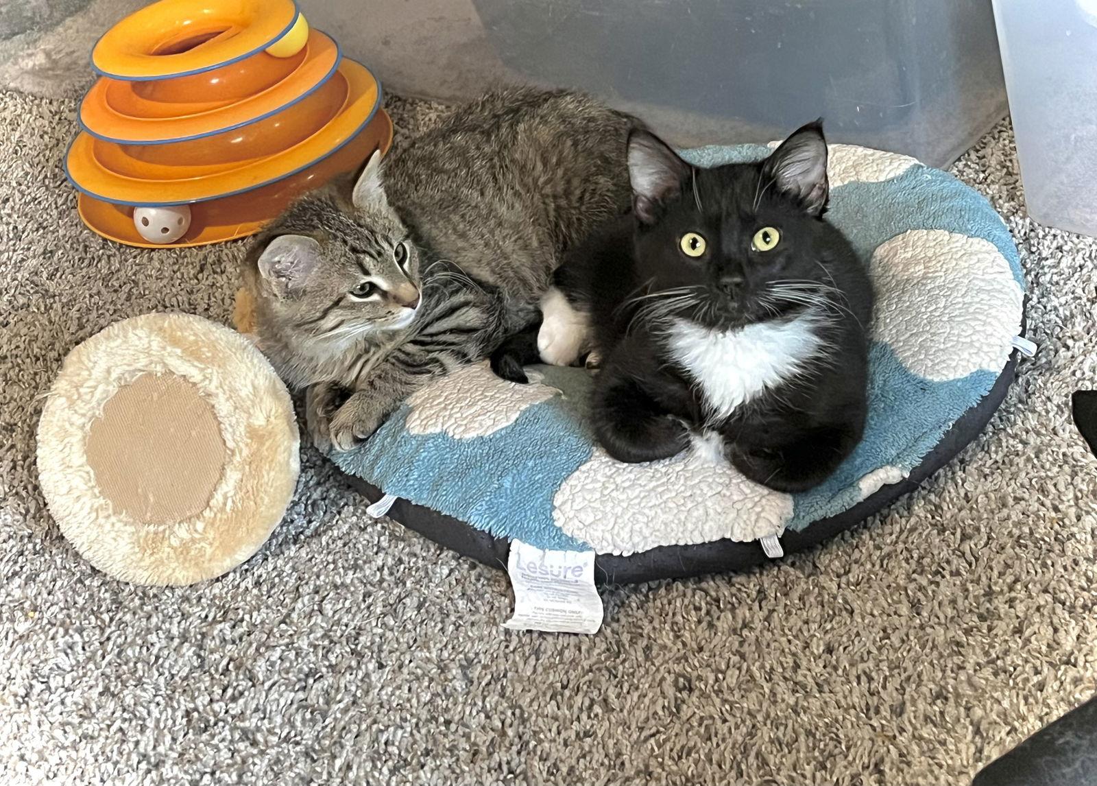 Bobcat — thumbnail 3