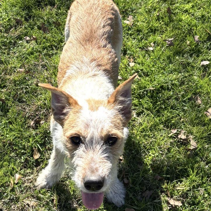 Lilly, ADOPTABLE, Young Female Terrier & Mixed Breed.