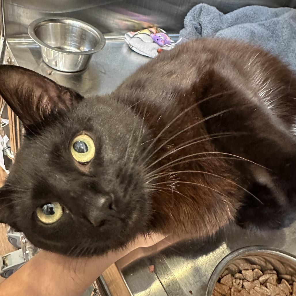 Mulch, an adopted Domestic Short Hair in Evanston, IL image 1/2