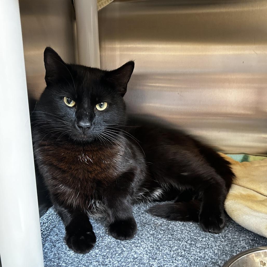 Mulch, an adopted Domestic Short Hair in Evanston, IL image 2/2