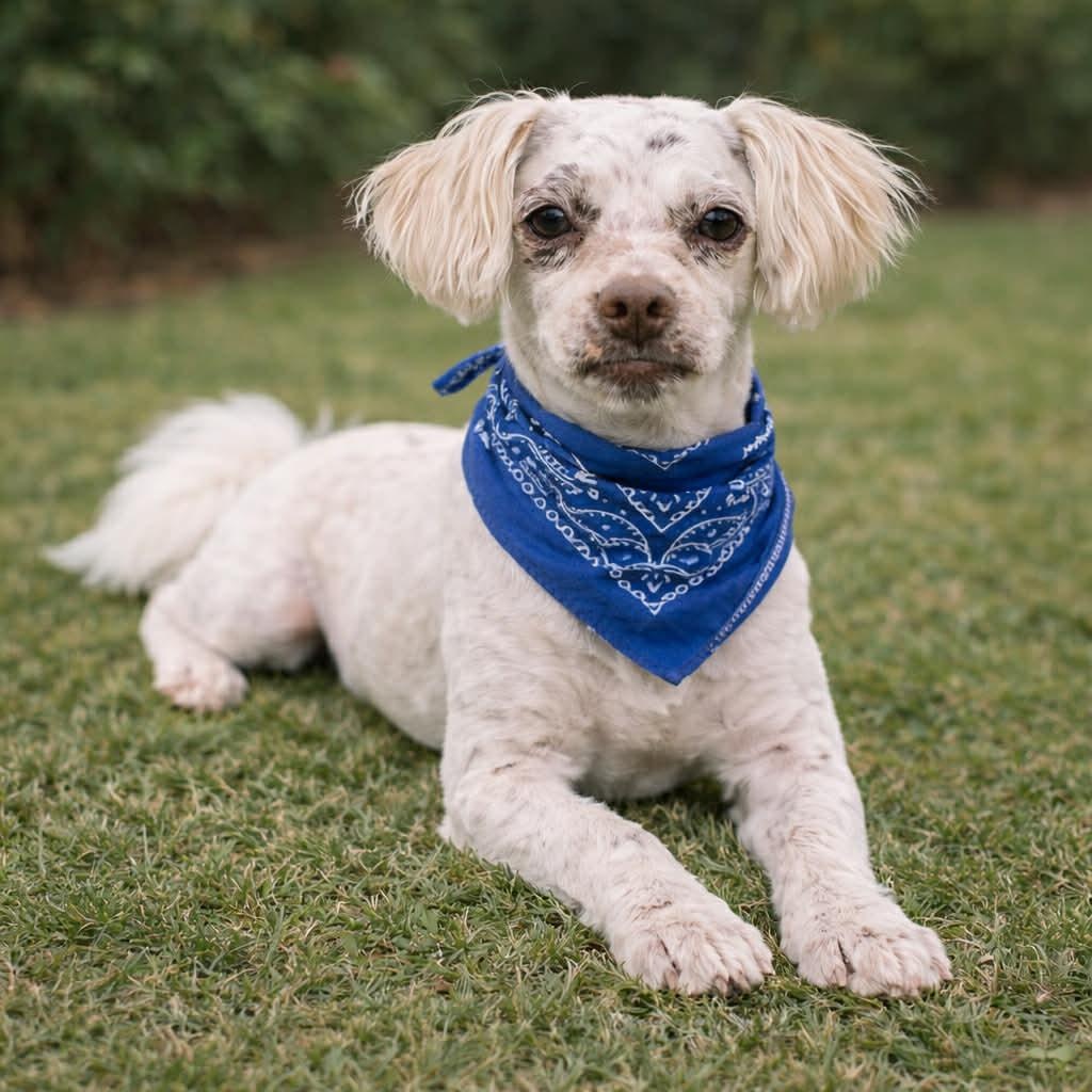 BILLY GS — thumbnail 2