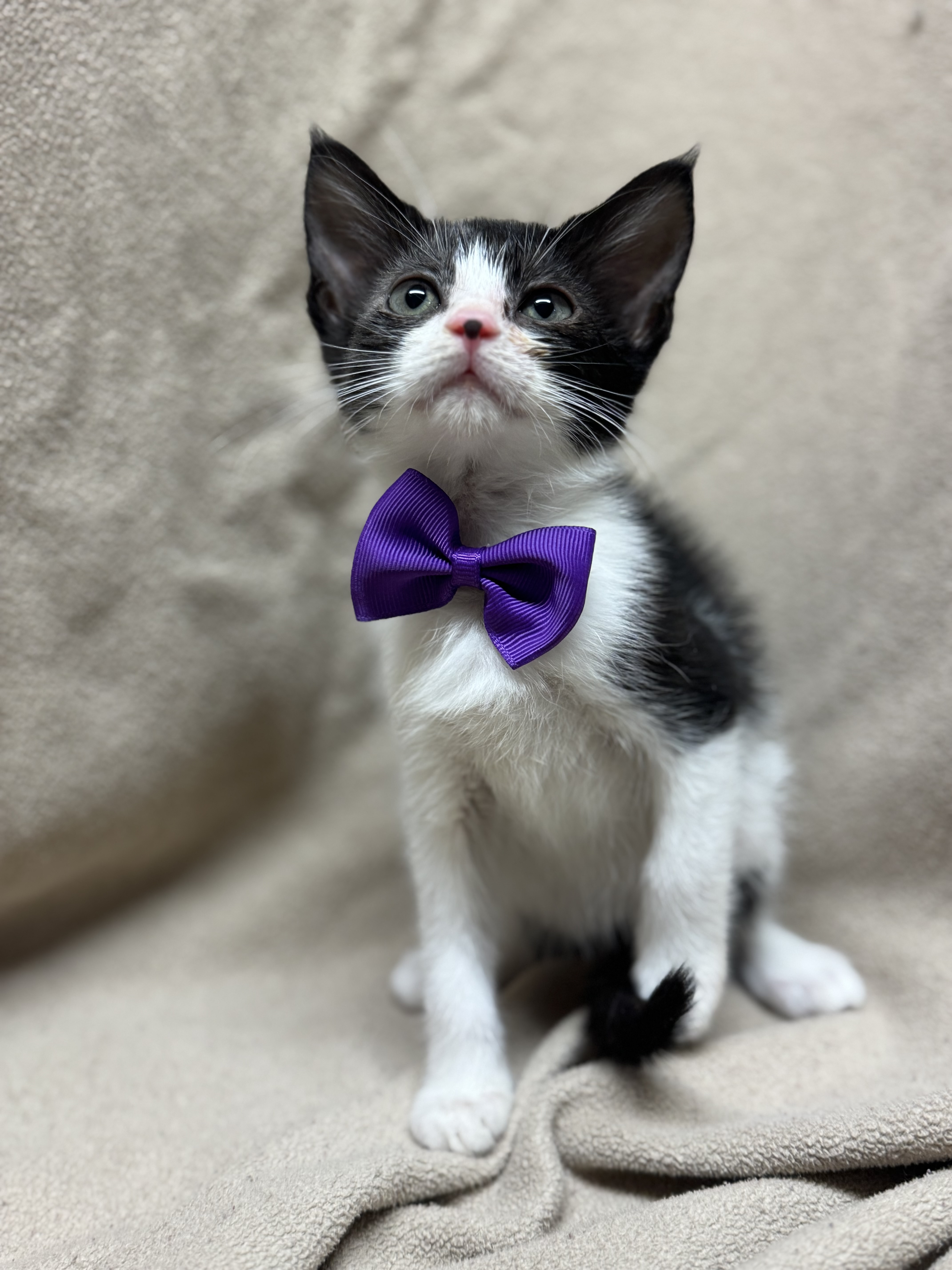 Cat for adoption Jelly Bean, a Domestic Medium Hair in Fredericksburg