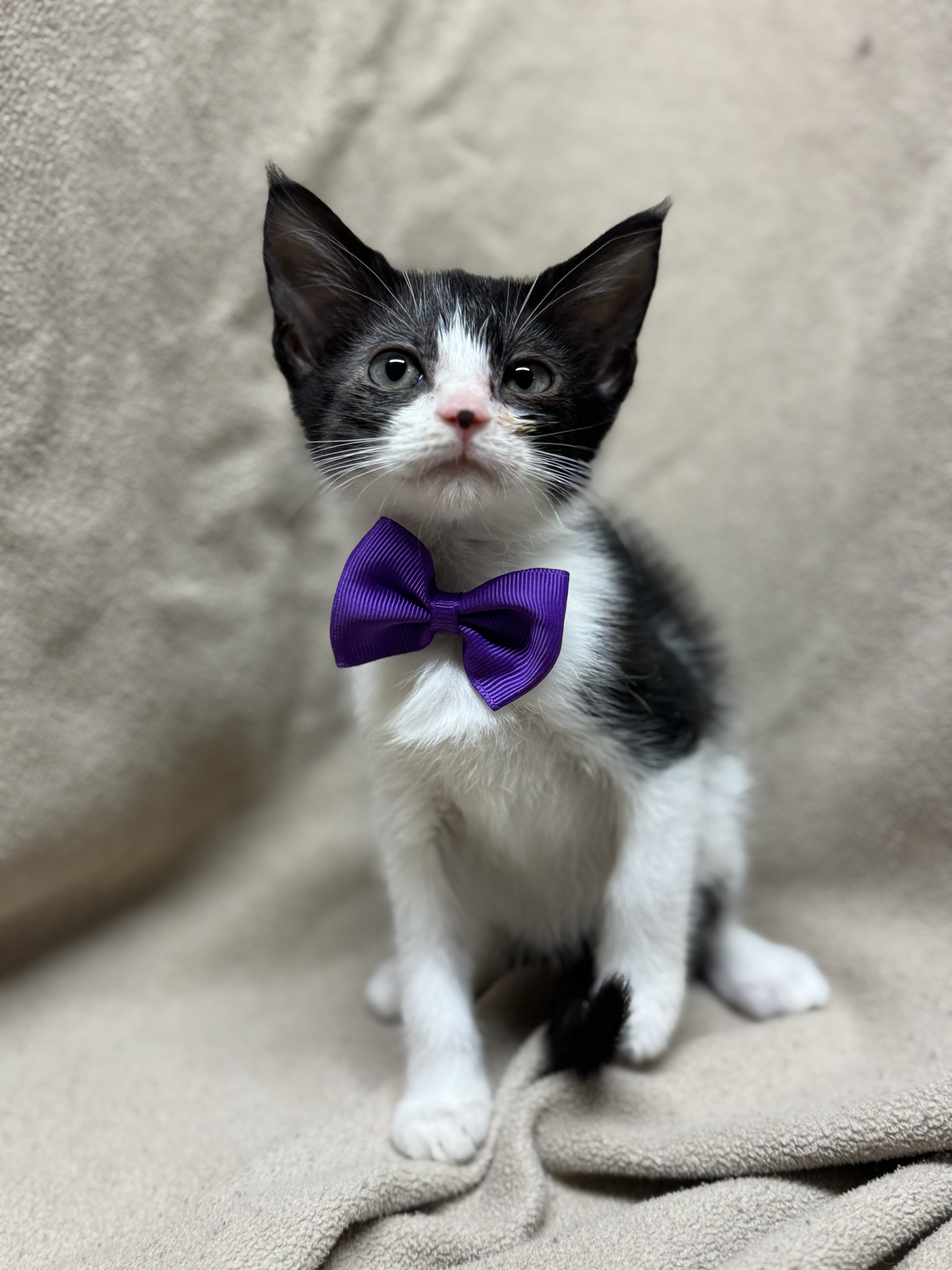 Cat for adoption Jelly Bean, a Domestic Medium Hair in Fredericksburg