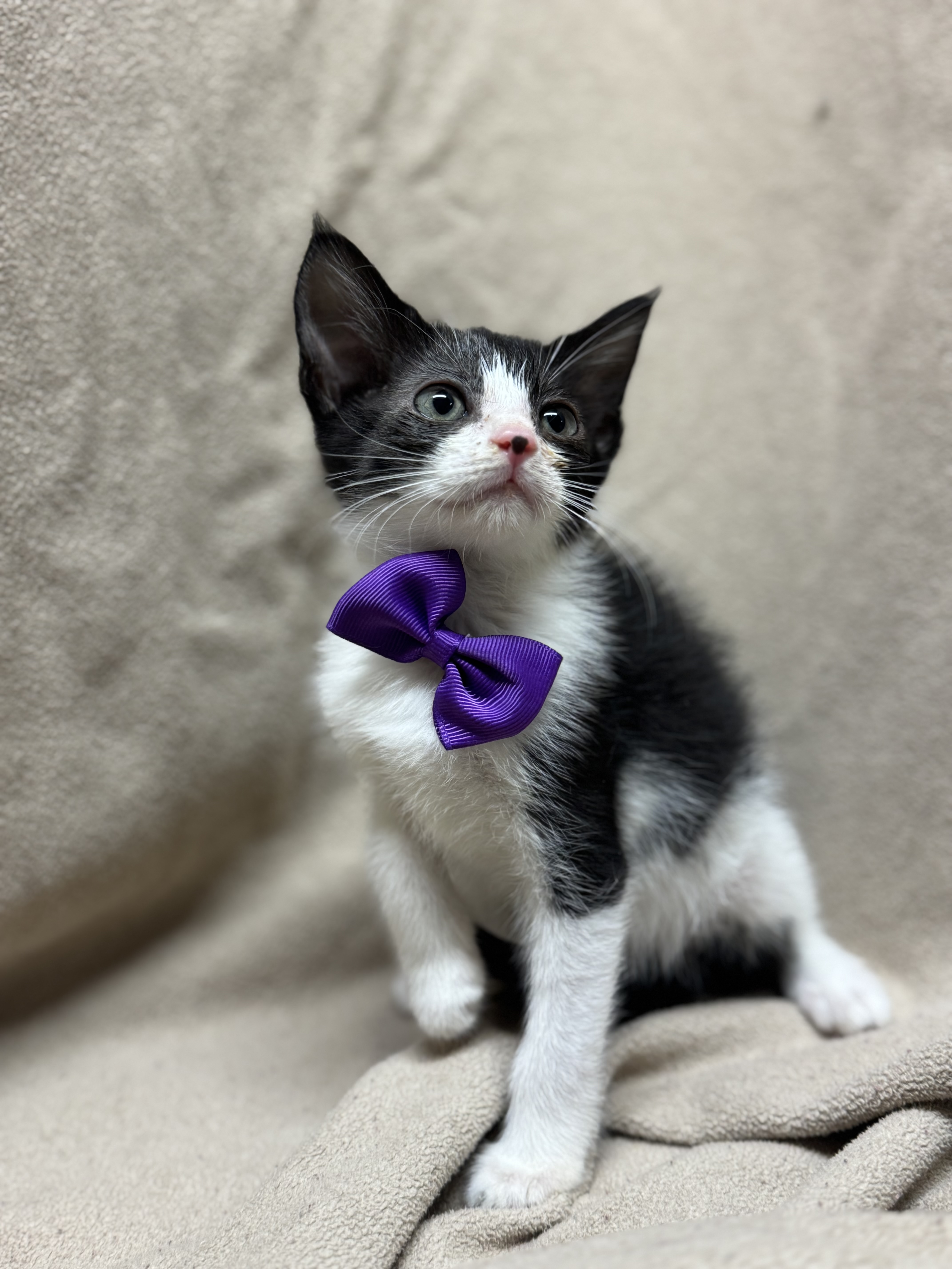 Cat for adoption Jelly Bean, a Domestic Medium Hair in Fredericksburg