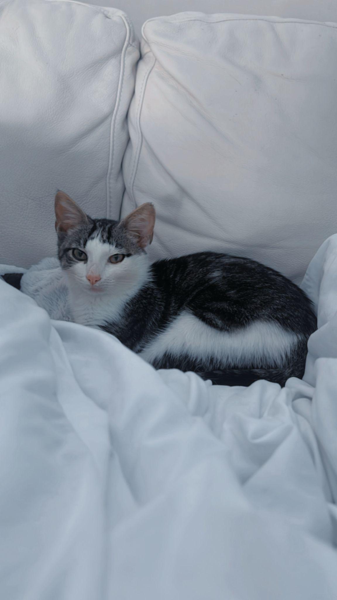 Jax, Young Male unknown