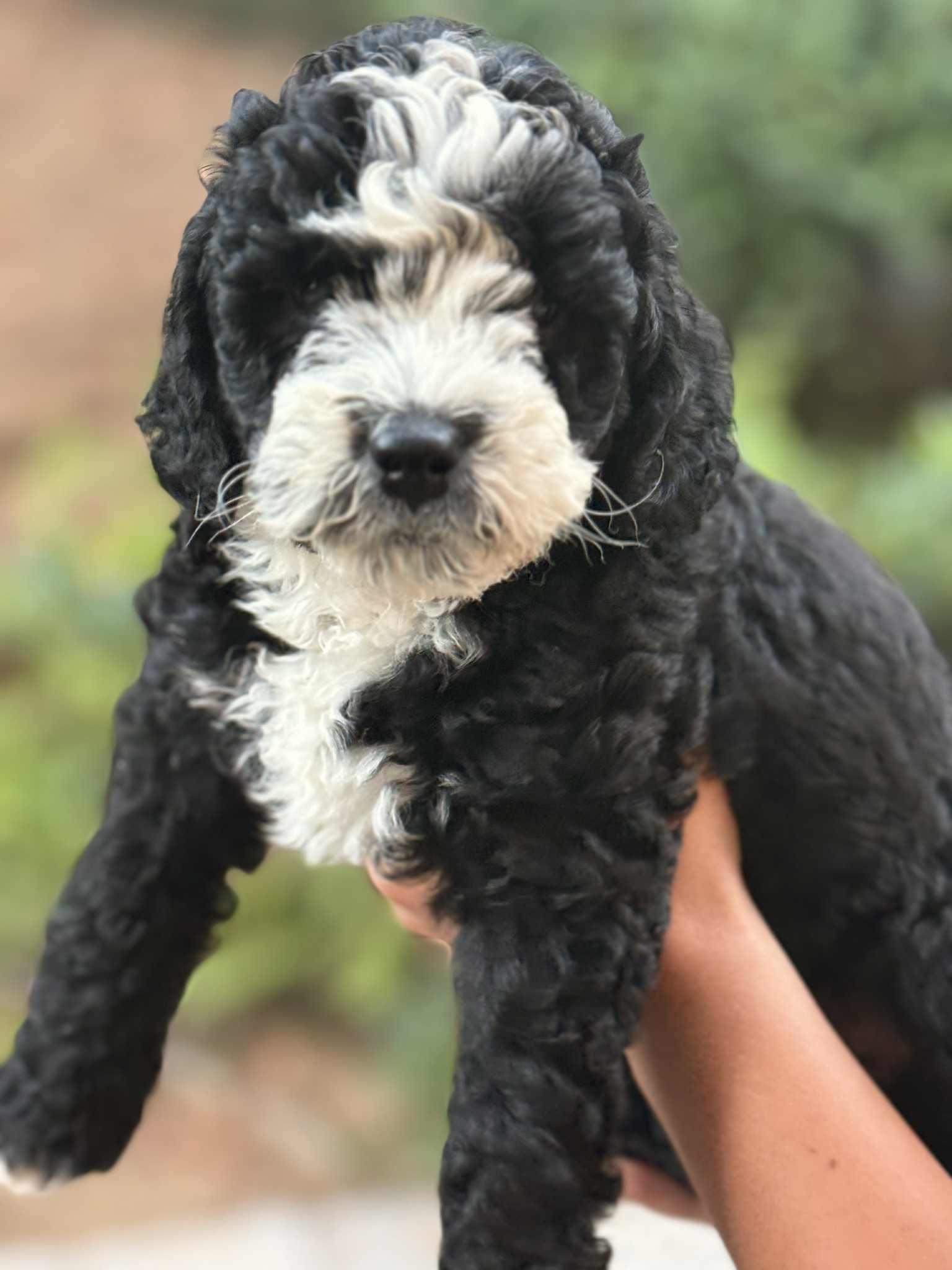 Ellie, an adoptable Aussiedoodle in Arcadia, CA, 91066 | Photo Image 1