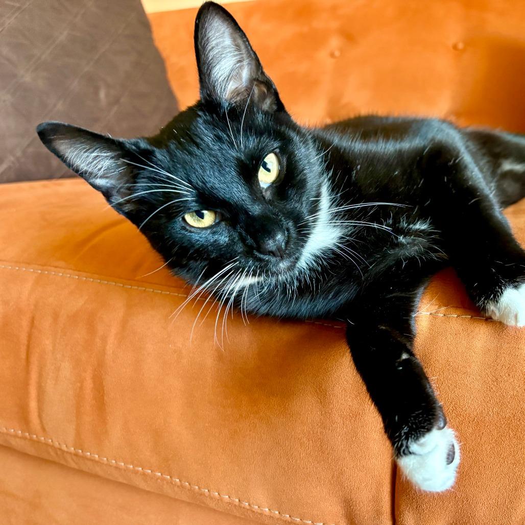 Niko, Adoptable, Kitten Male Domestic Short Hair.