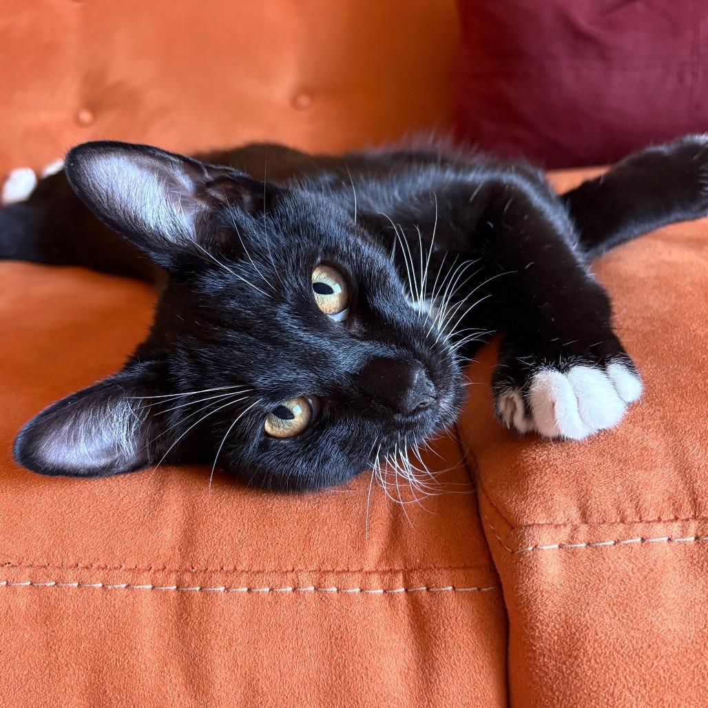 Enlarge Niko, a Adoptable Domestic Short Hair in Redwood City, CA image 2/4