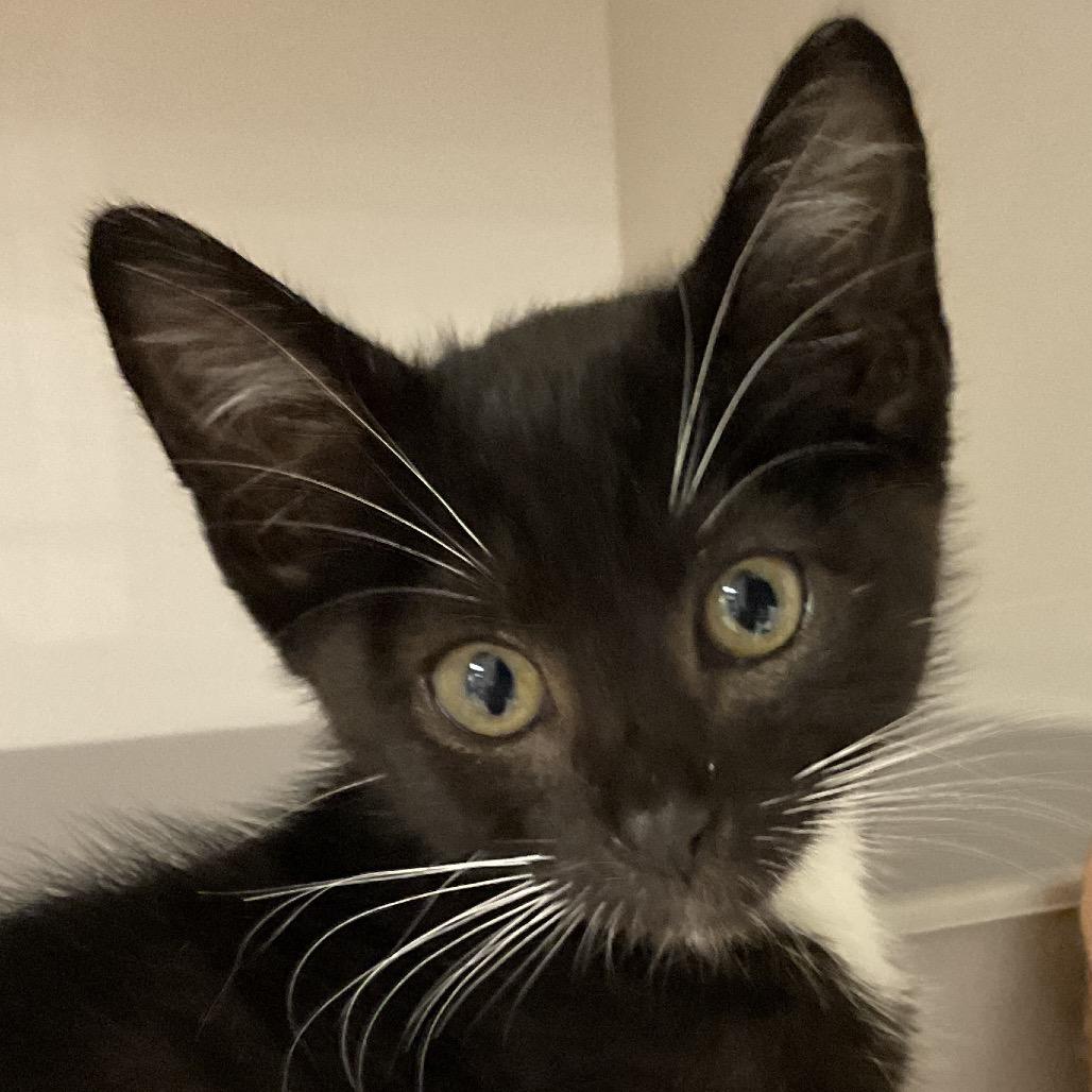 Enlarge Niko, a Adoptable Domestic Short Hair in Redwood City, CA image 3/4