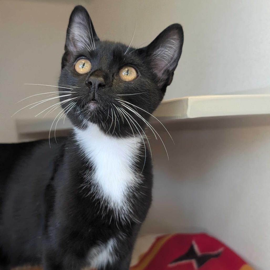 Enlarge Niko, a Adoptable Domestic Short Hair in Redwood City, CA image 4/4