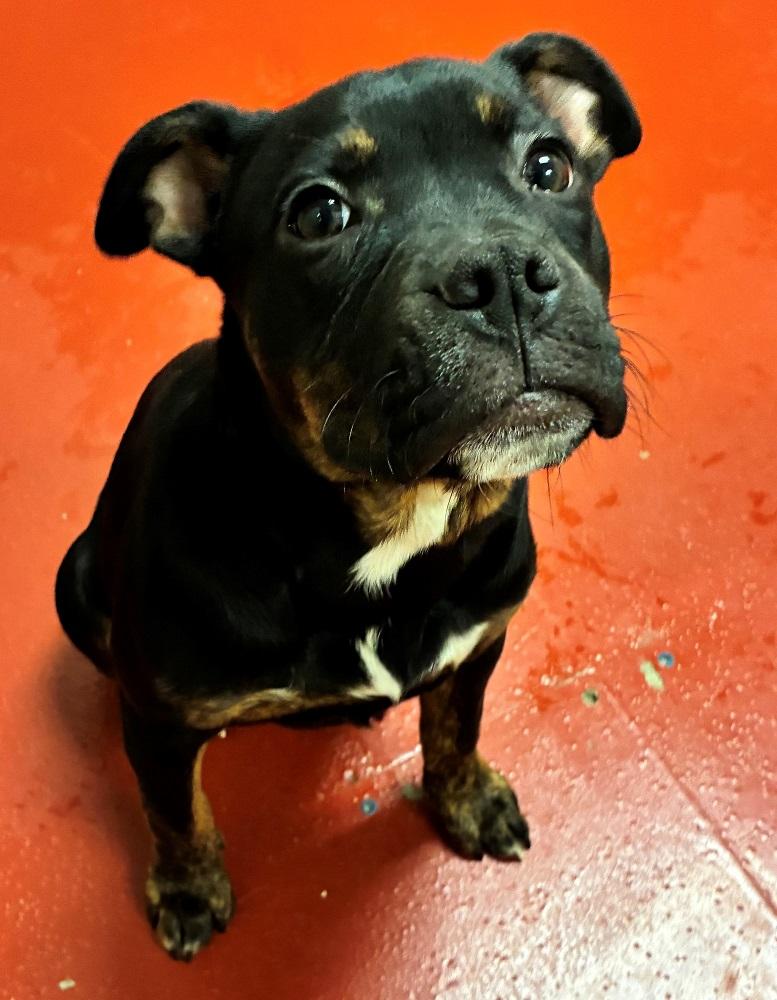 Serena, ADOPTABLE, Young Female Pit Bull Terrier.