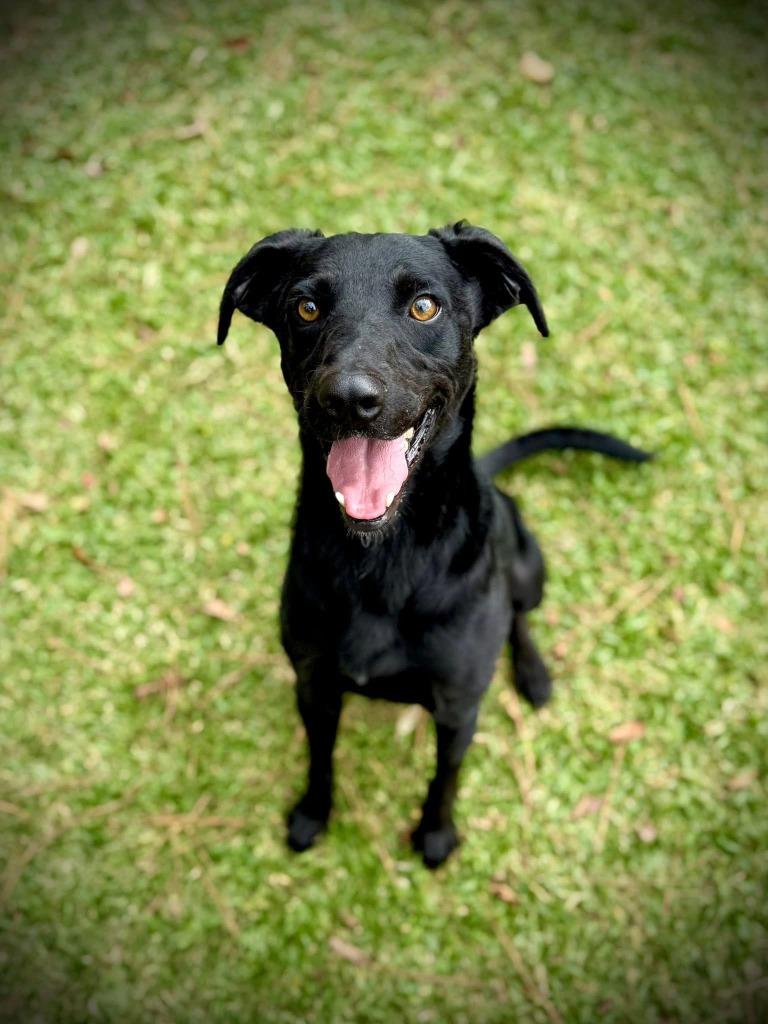 Panther, a Adoptable mixed breed in North Syracuse, NY image 1/2