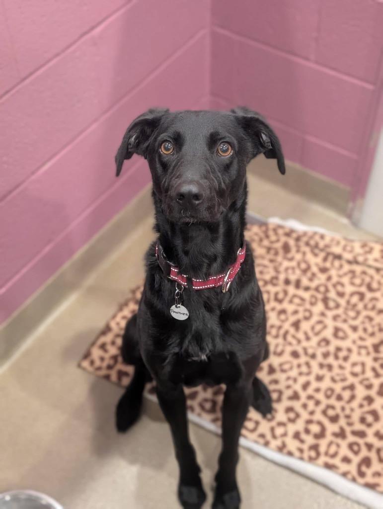 Panther, a Adoptable mixed breed in North Syracuse, NY image 2/2