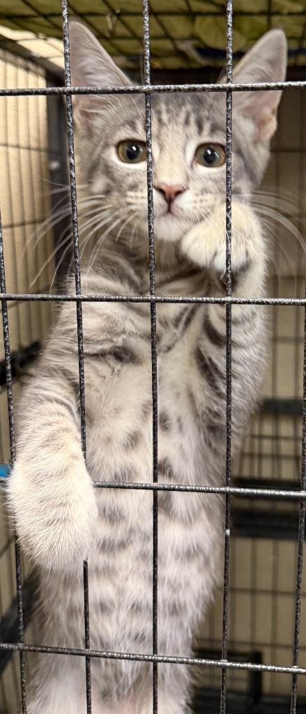 Perry, Adoptable, Kitten Male Domestic Short Hair.