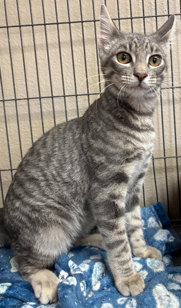 Enlarge Perry, a Adoptable mixed breed in Midland, TX image 2/3
