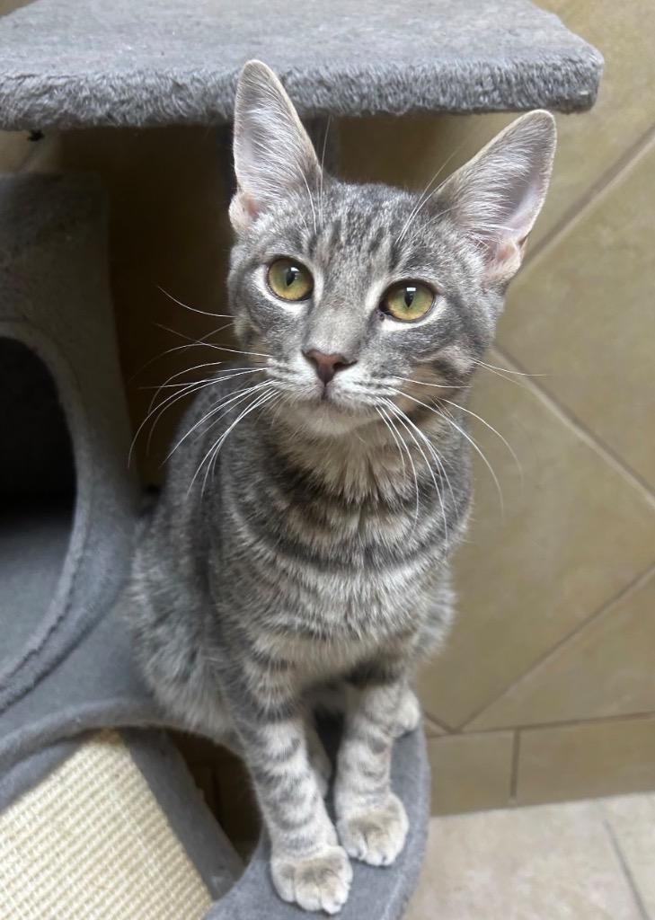 Enlarge Perry, a Adoptable mixed breed in Midland, TX image 3/3