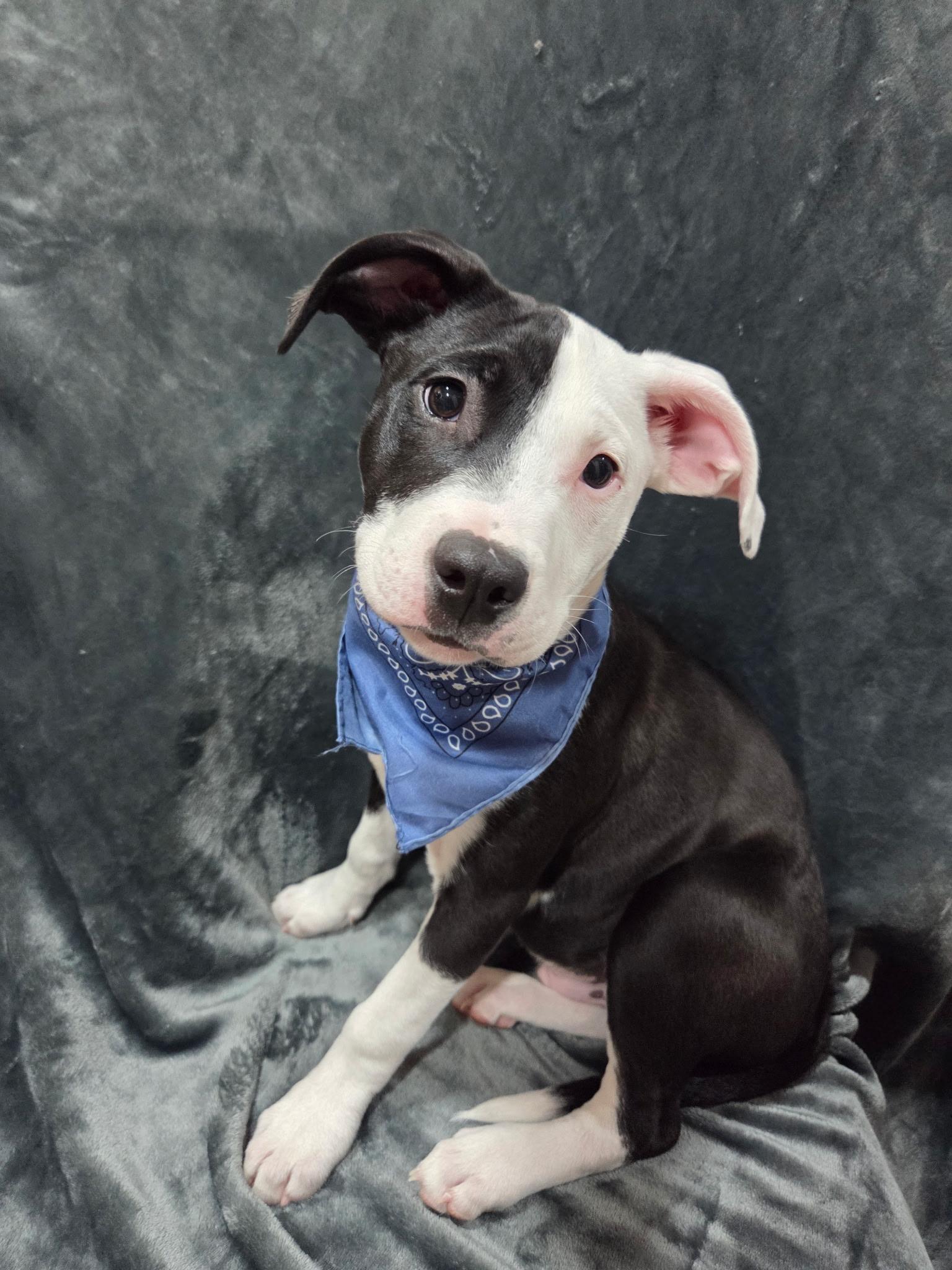 Lance ( loves everyone), ADOPTABLE, Puppy Male Border Collie & Labrador Retriever.
