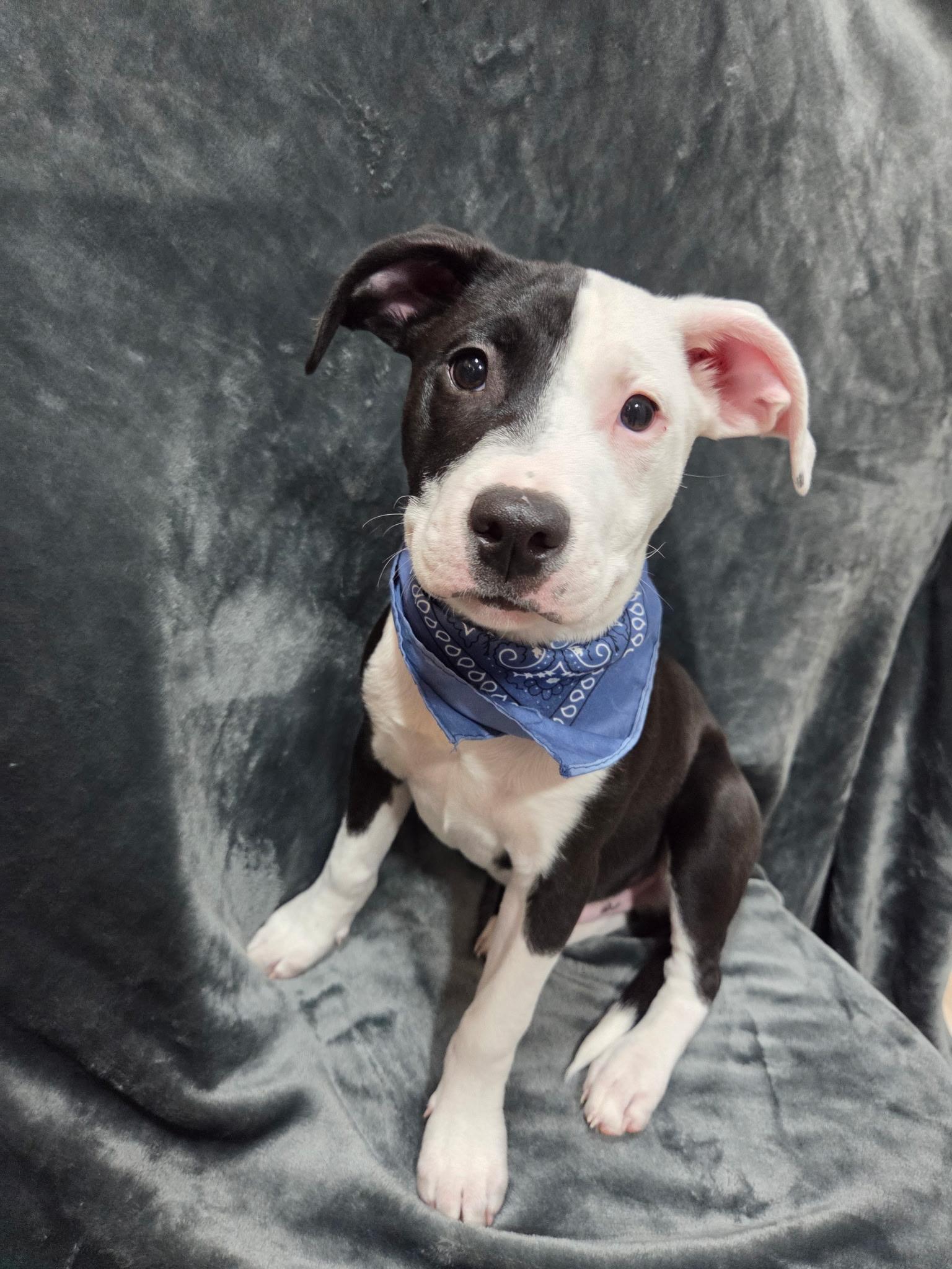 Lance ( loves everyone), a ADOPTABLE mixed breed in White Lake, MI image 4/6