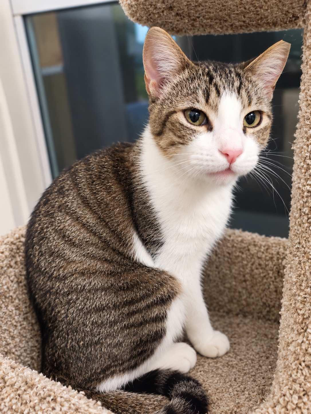 Enlarge Bobo, a Adoptable Domestic Short Hair in Houston, TX image 2/3