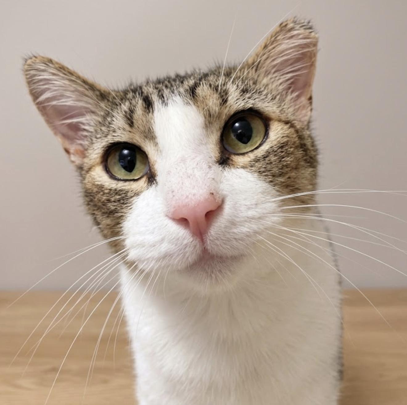 Enlarge Bobo, a Adoptable Domestic Short Hair in Houston, TX image 1/3