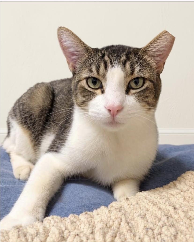 Enlarge Bobo, a Adoptable Domestic Short Hair in Houston, TX image 3/3