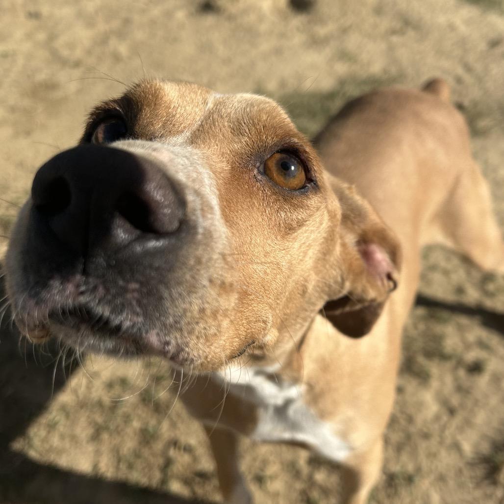 Bobbie, Adoptable, Adult Female Pointer & Chihuahua.