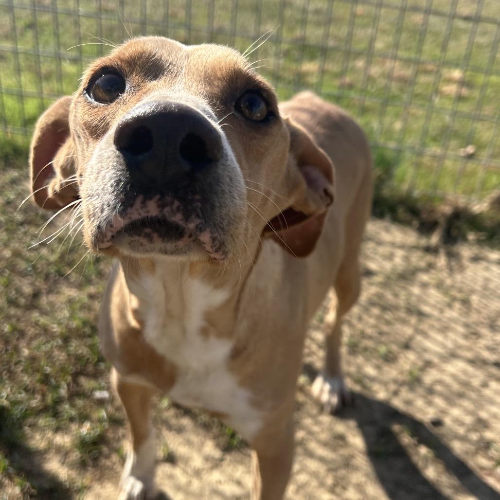 Enlarge Bobbie, a Adoptable mixed breed in West Point, MS image 2/6