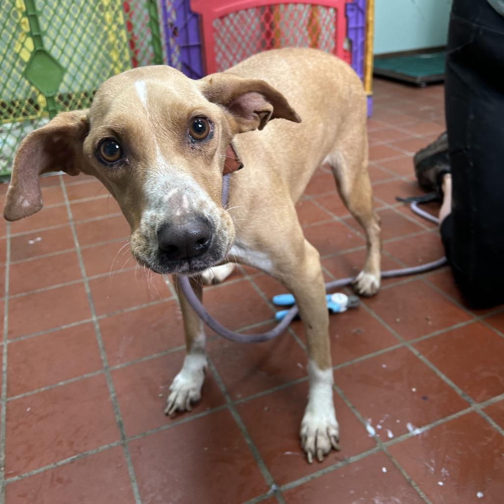 Enlarge Bobbie, a Adoptable mixed breed in West Point, MS image 3/6
