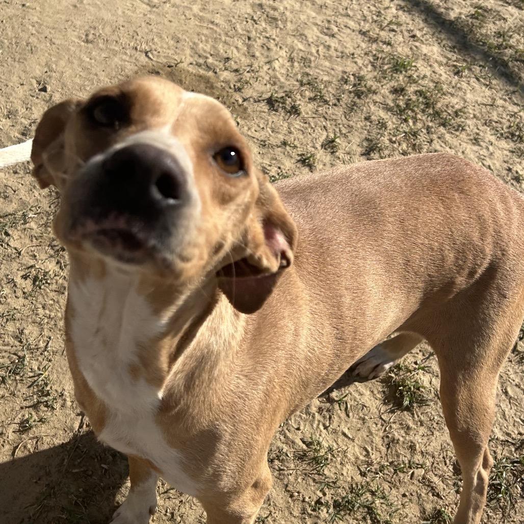 Enlarge Bobbie, a Adoptable mixed breed in West Point, MS image 4/6