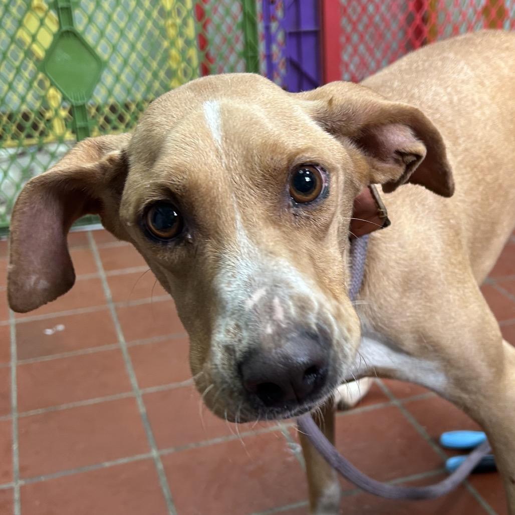 Enlarge Bobbie, a Adoptable mixed breed in West Point, MS image 5/6
