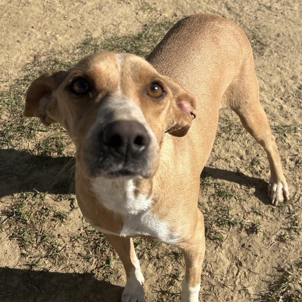 Enlarge Bobbie, a Adoptable mixed breed in West Point, MS image 6/6