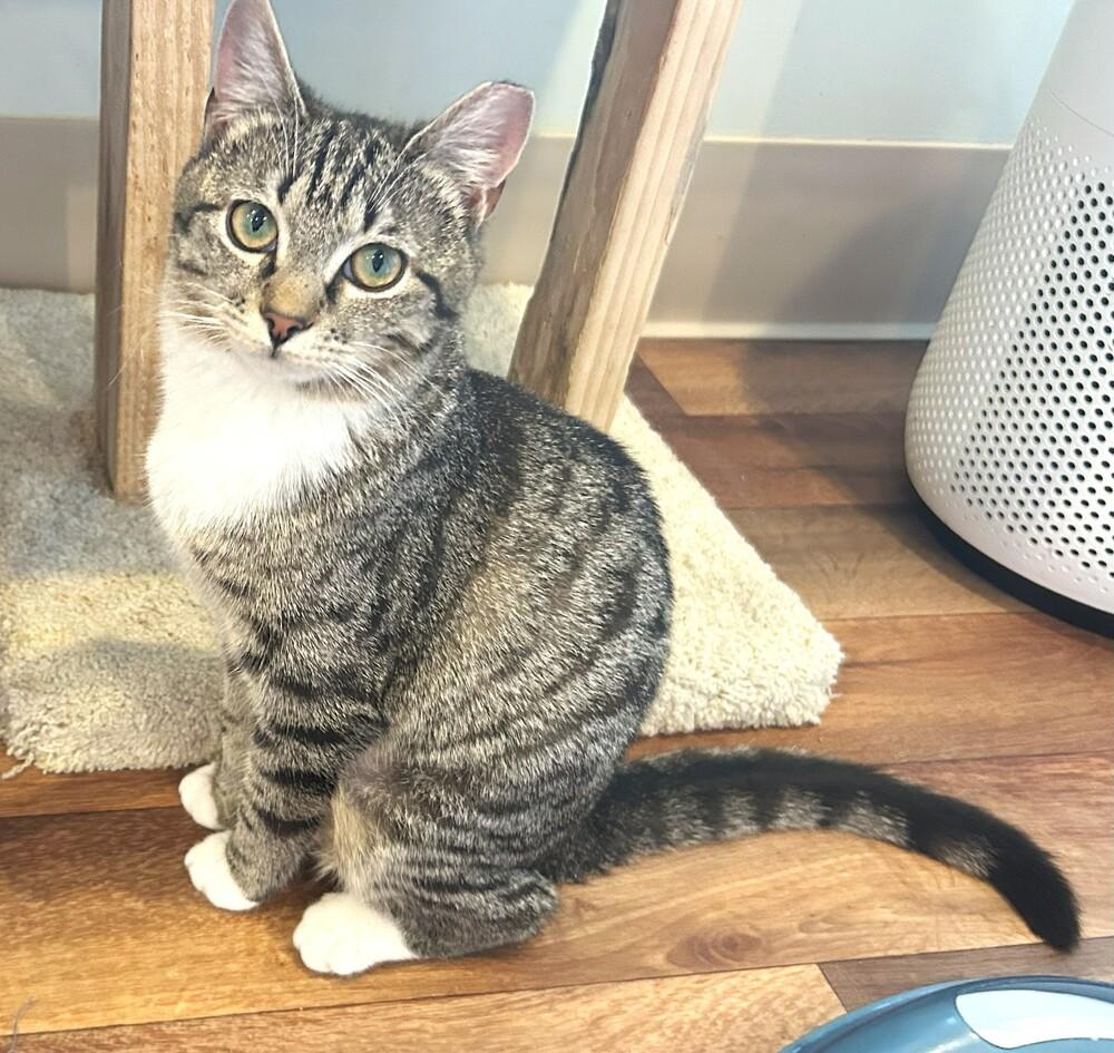Pixie, Adoptable, Young Female Tabby.