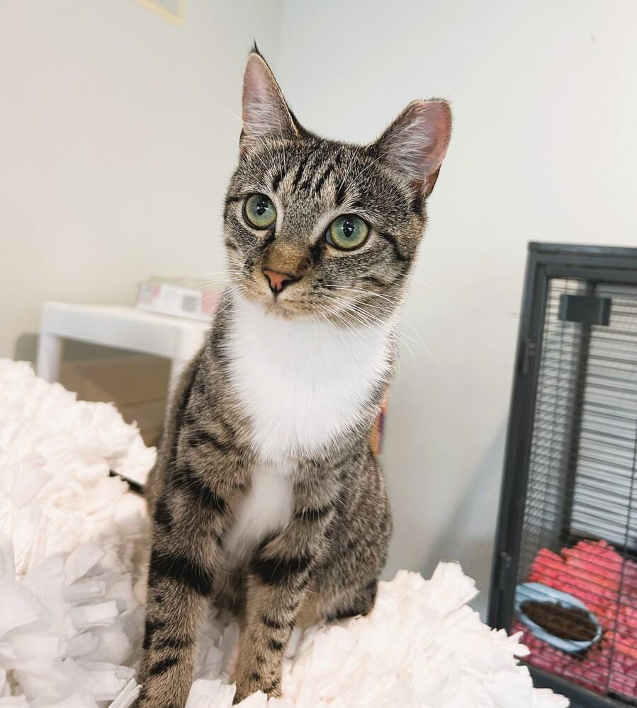 Enlarge Pixie, a Adoptable mixed breed in Mooresville, NC image 3/6