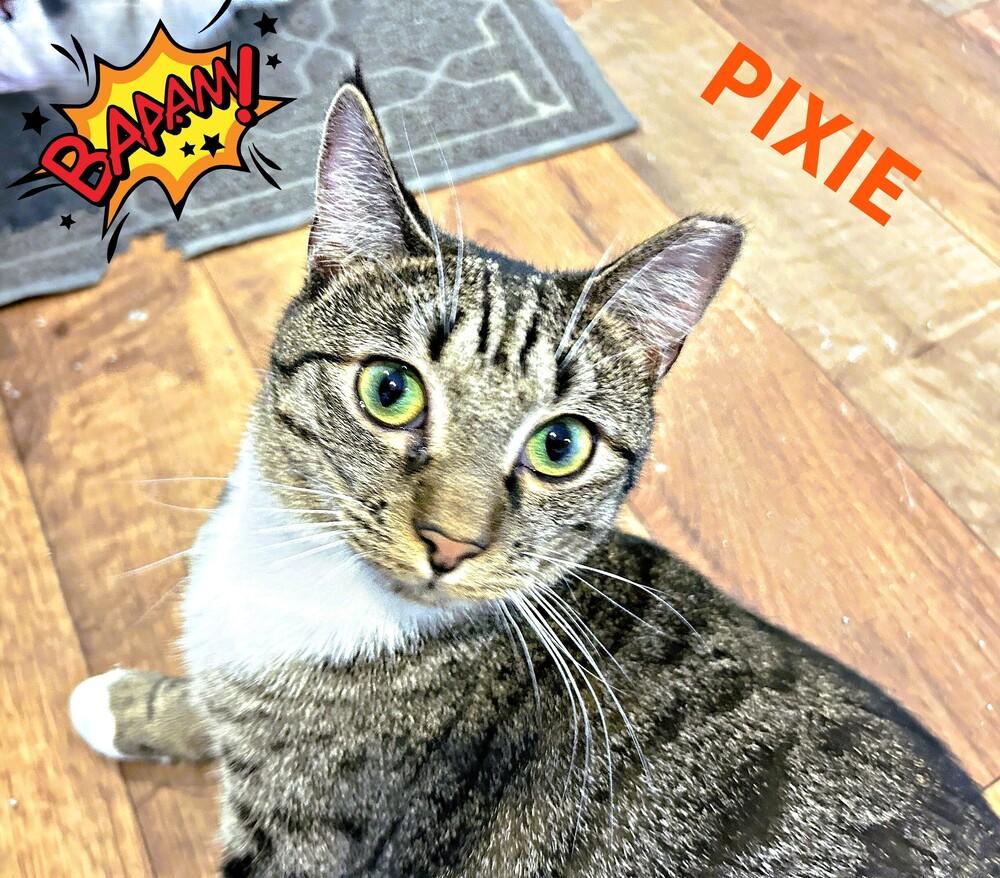 Enlarge Pixie, a Adoptable mixed breed in Mooresville, NC image 4/6