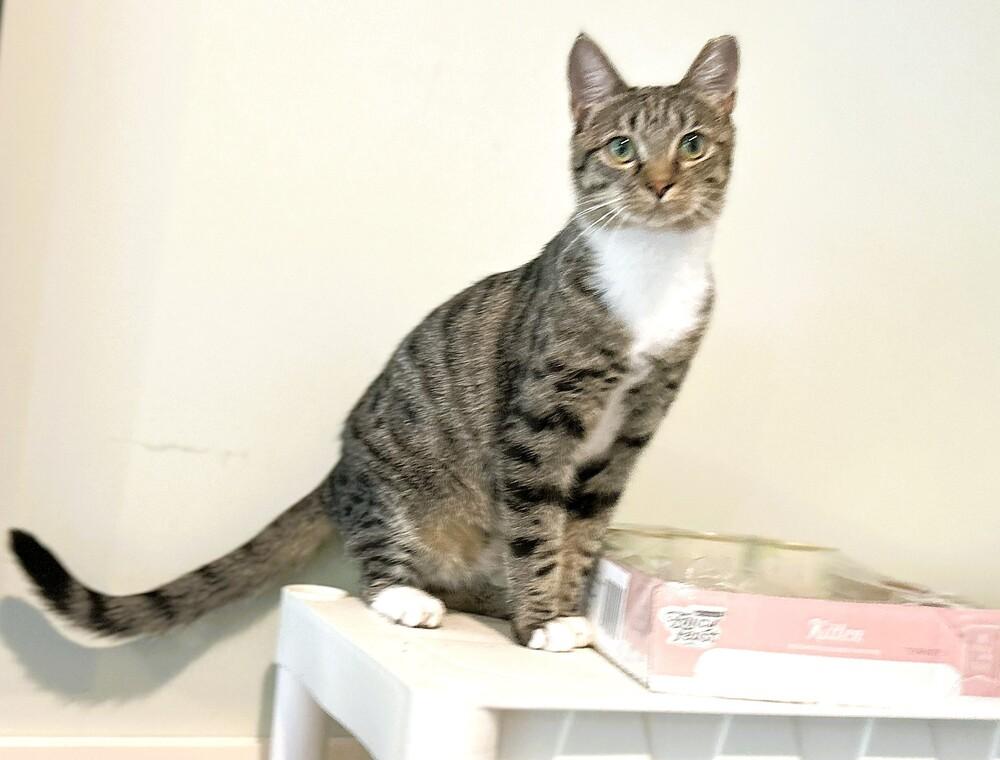 Enlarge Pixie, a Adoptable mixed breed in Mooresville, NC image 5/6