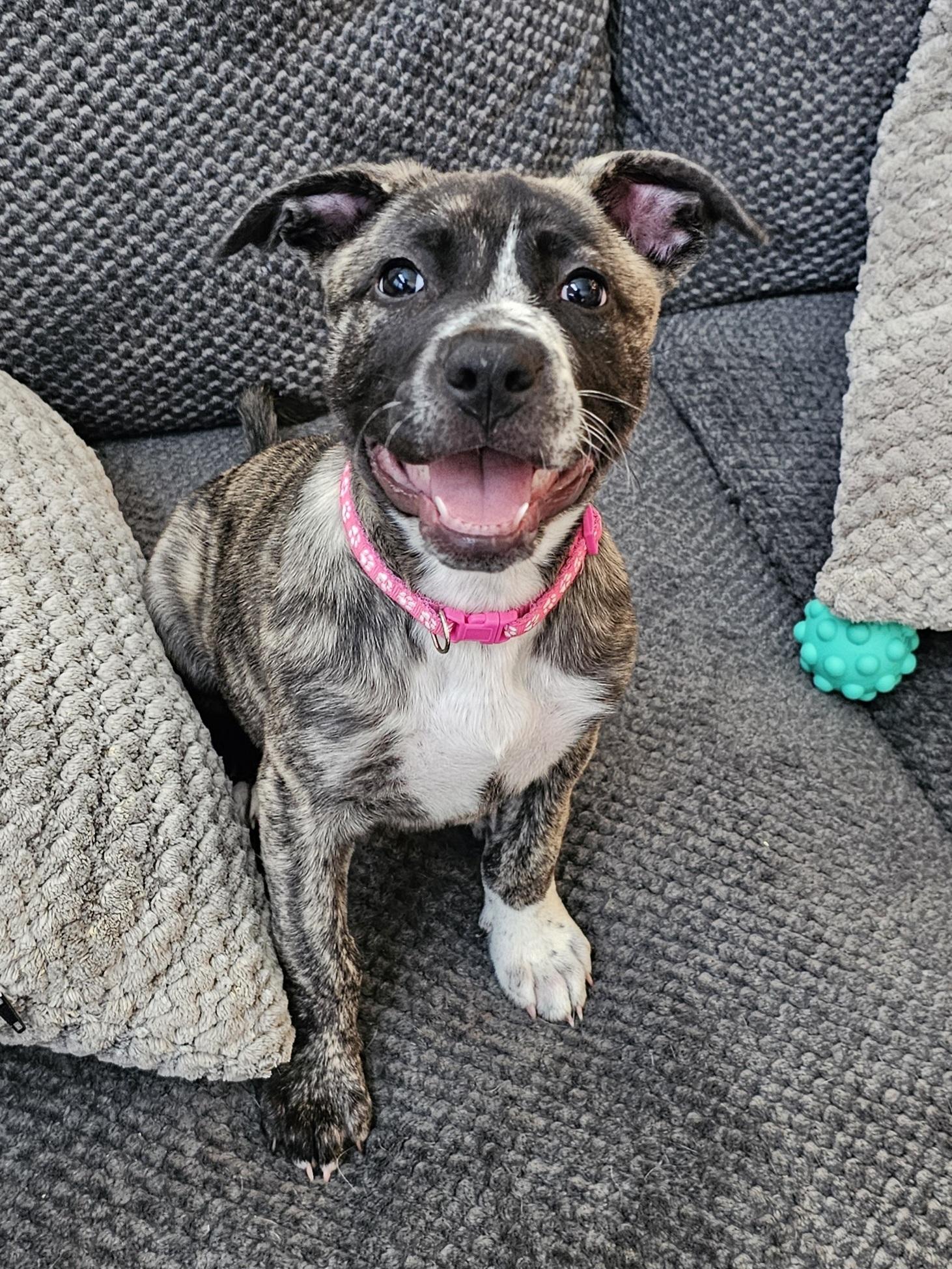 Emily, a Adoptable mixed breed in Cypress, TX image 1/6