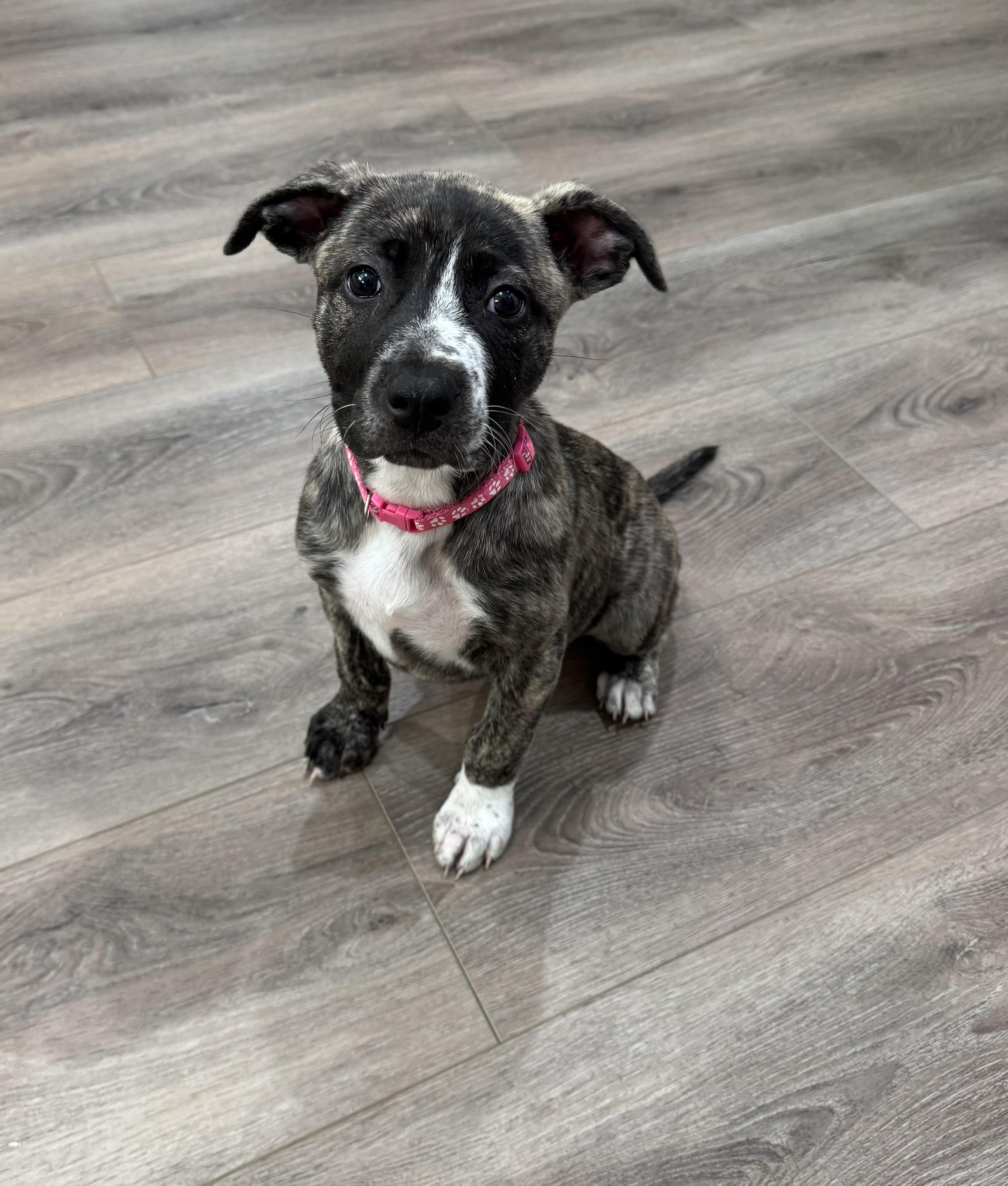 Emily, a Adoptable mixed breed in Cypress, TX image 2/6