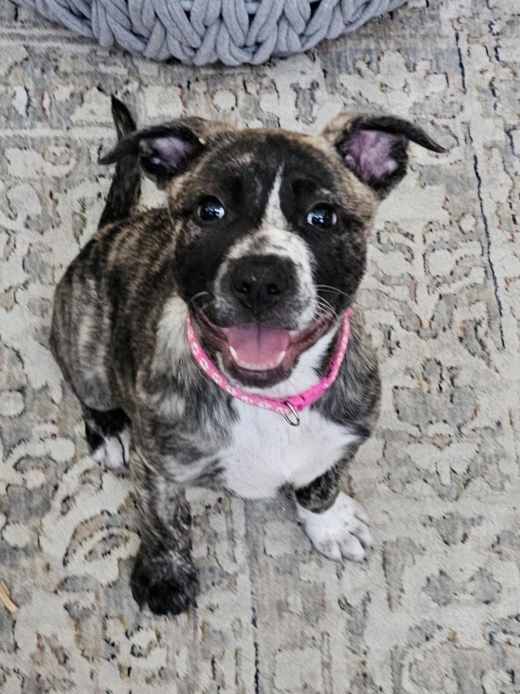 Emily, a Adoptable mixed breed in Cypress, TX image 3/6