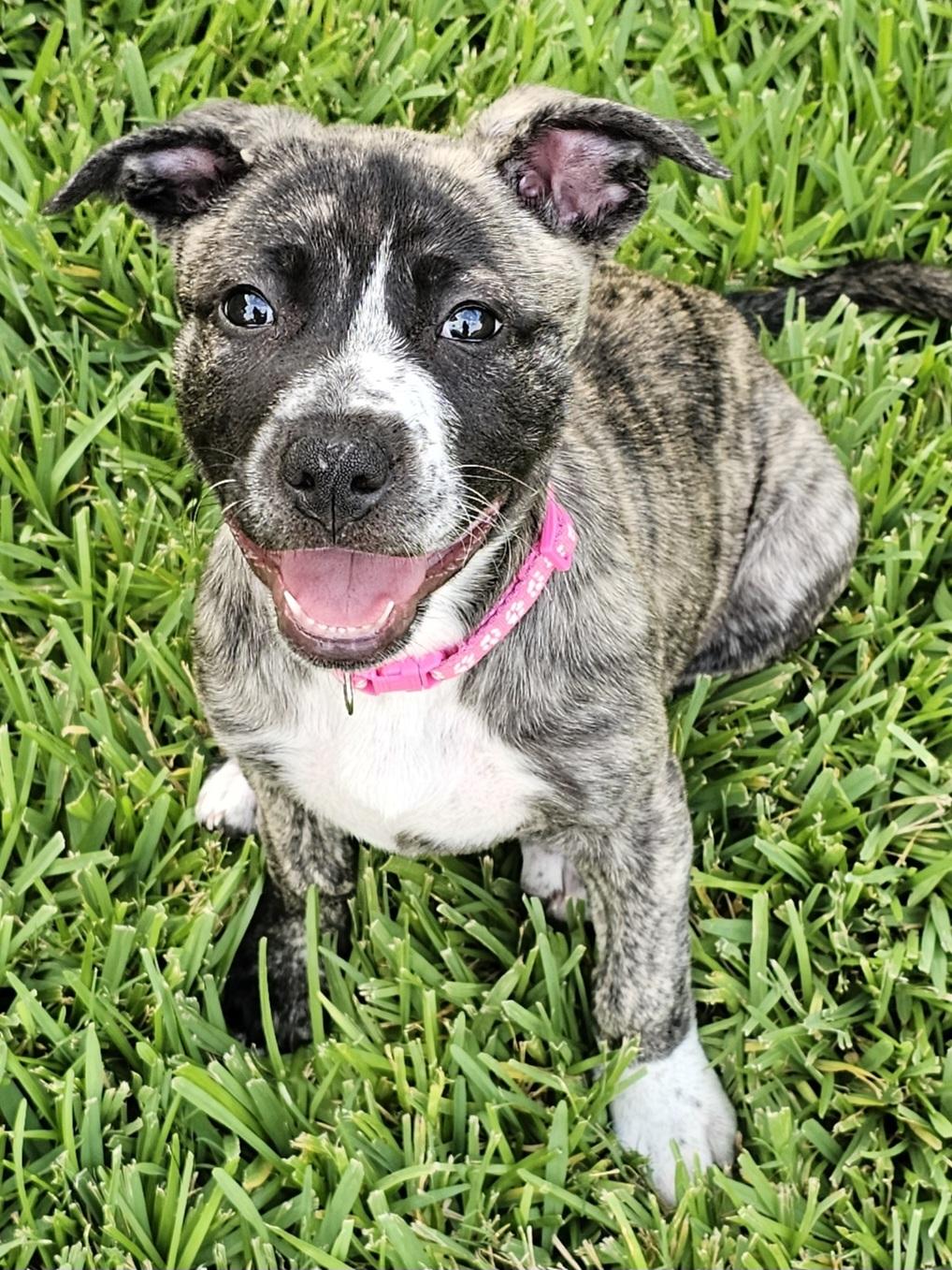 Emily, Adoptable, Puppy Female German Shepherd Dog & Plott Hound.