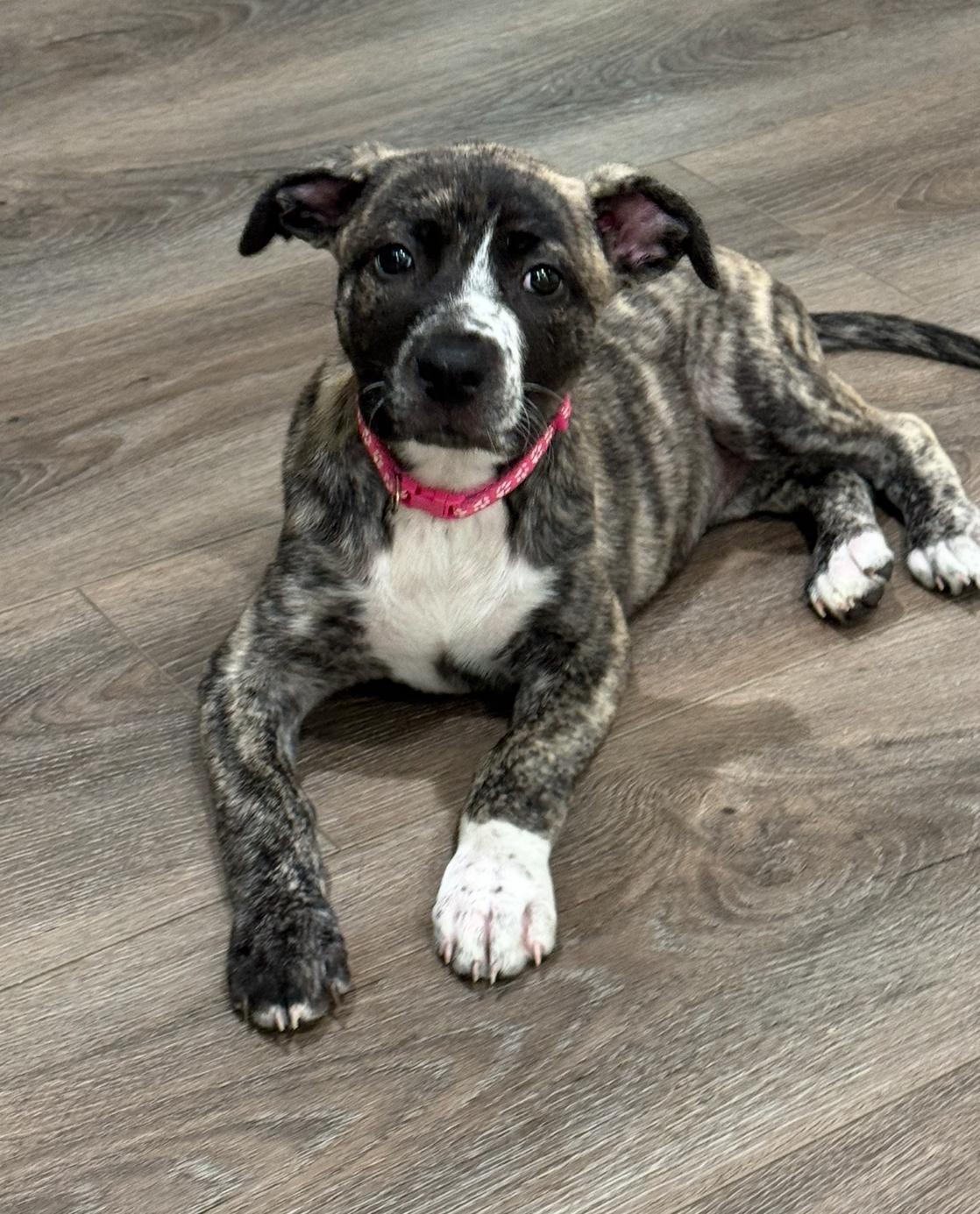 Emily, a Adoptable mixed breed in Cypress, TX image 5/6