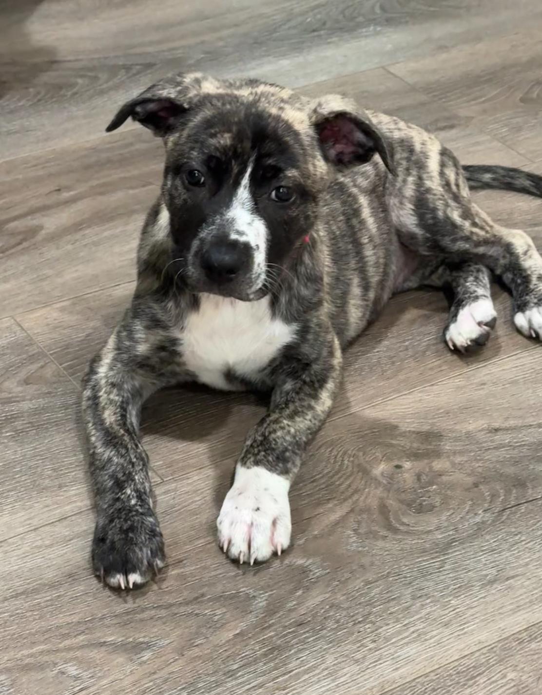 Emily, a Adoptable mixed breed in Cypress, TX image 6/6