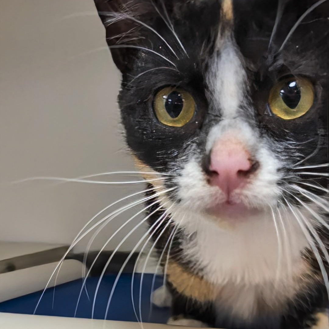 Richochet - Best friends with her sister, Sally, an adopted Domestic Short Hair in West Jefferson, OH image 3/6