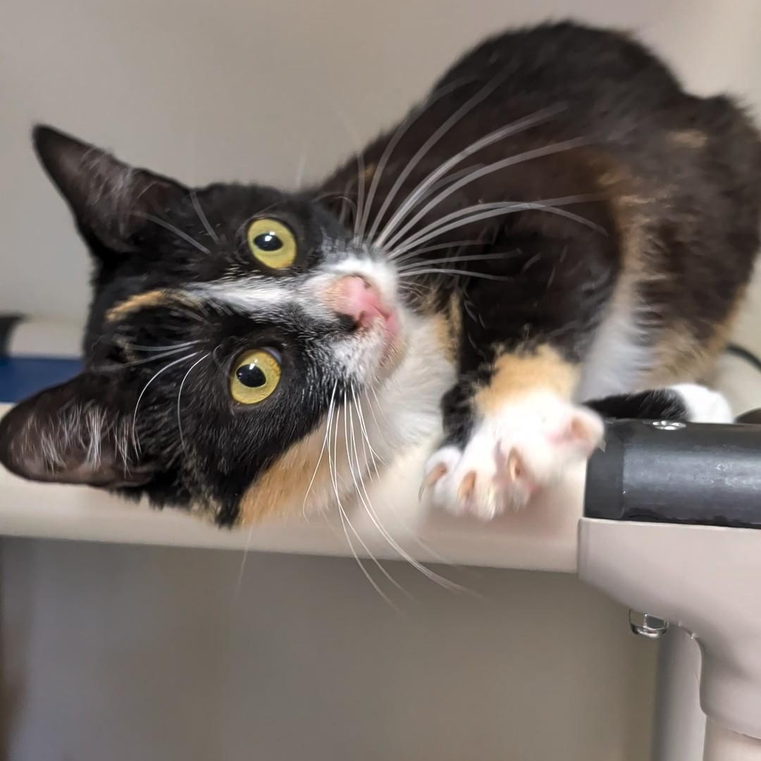Richochet - Best friends with her sister, Sally, an adopted Domestic Short Hair in West Jefferson, OH image 2/6