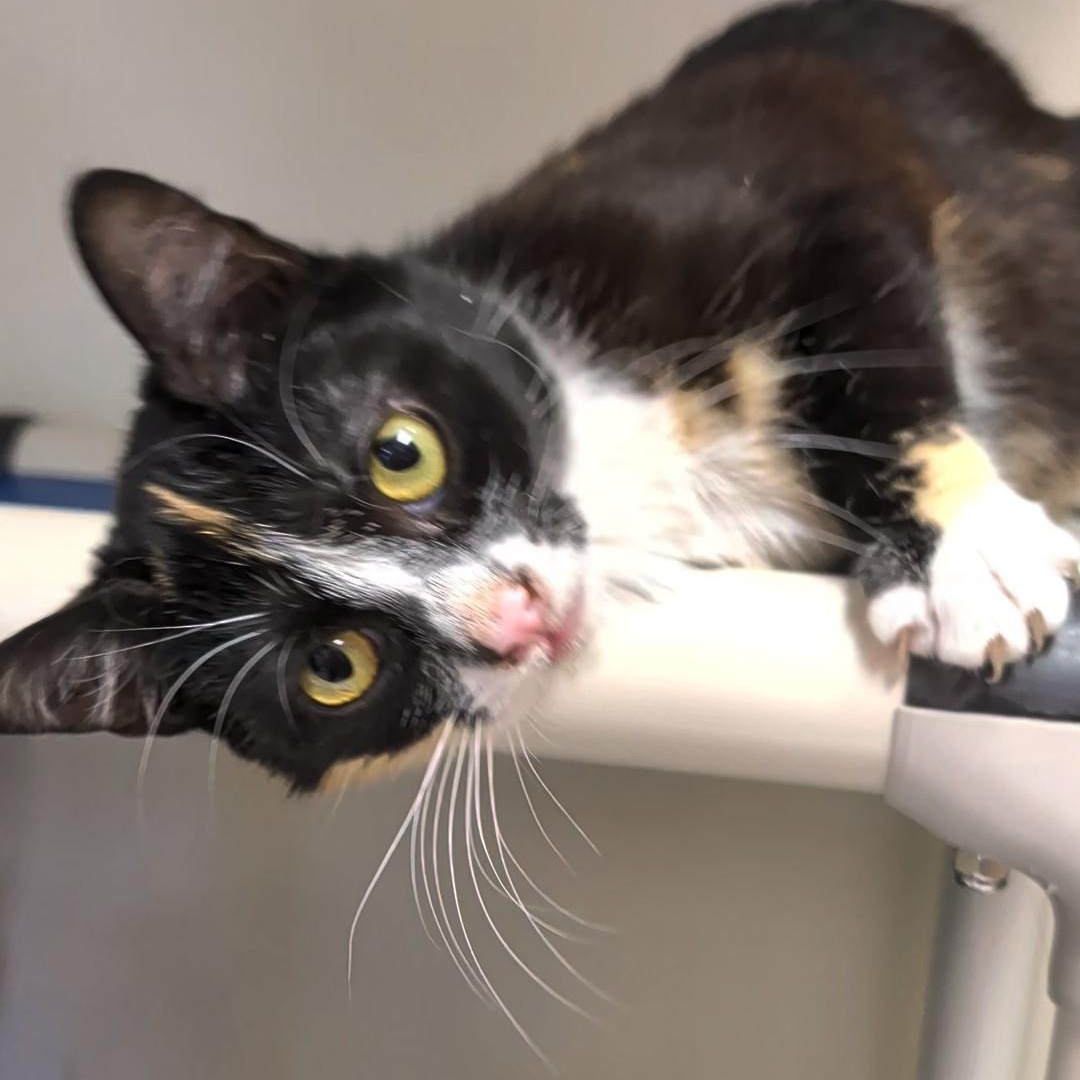 Richochet - Best friends with her sister, Sally, an adopted Domestic Short Hair in West Jefferson, OH image 4/6